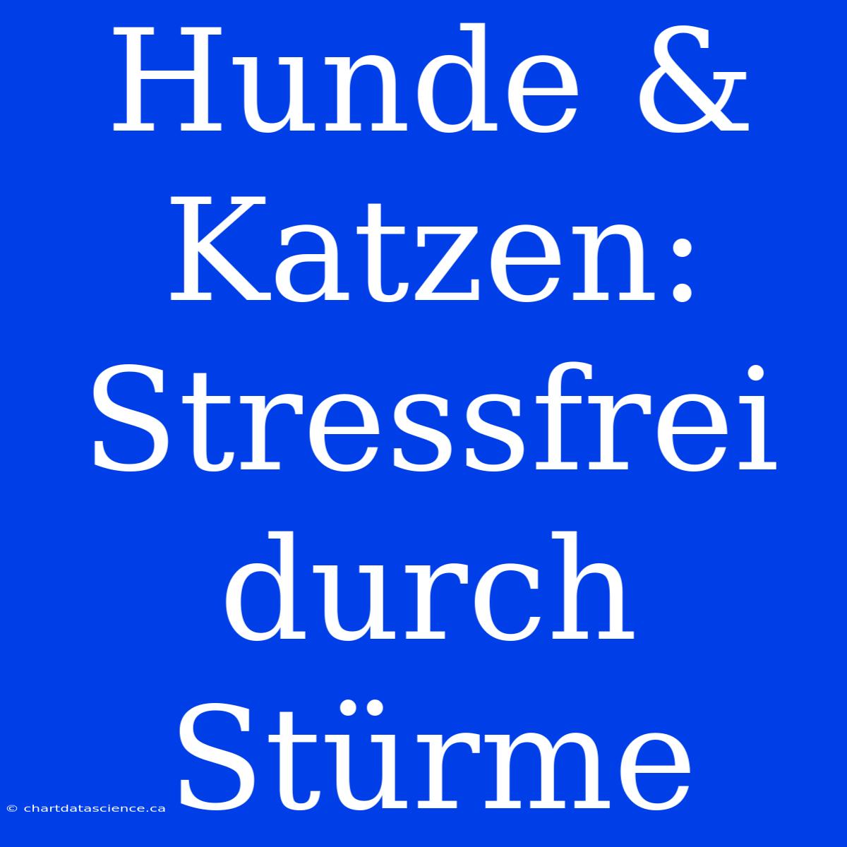 Hunde & Katzen: Stressfrei Durch Stürme