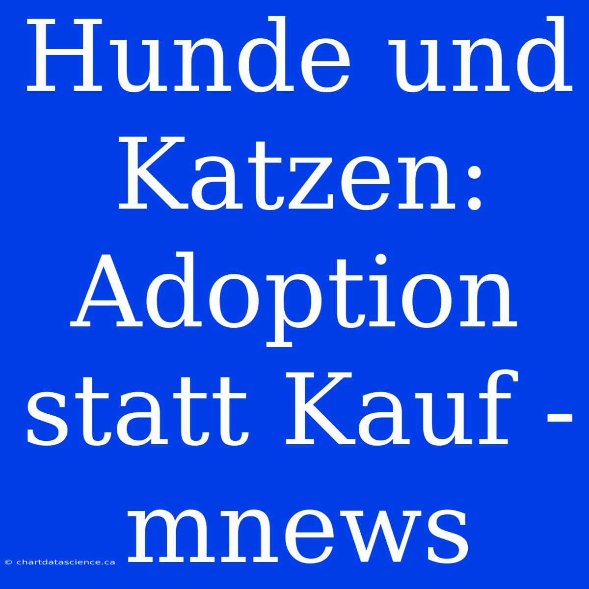 Hunde Und Katzen: Adoption Statt Kauf - Mnews