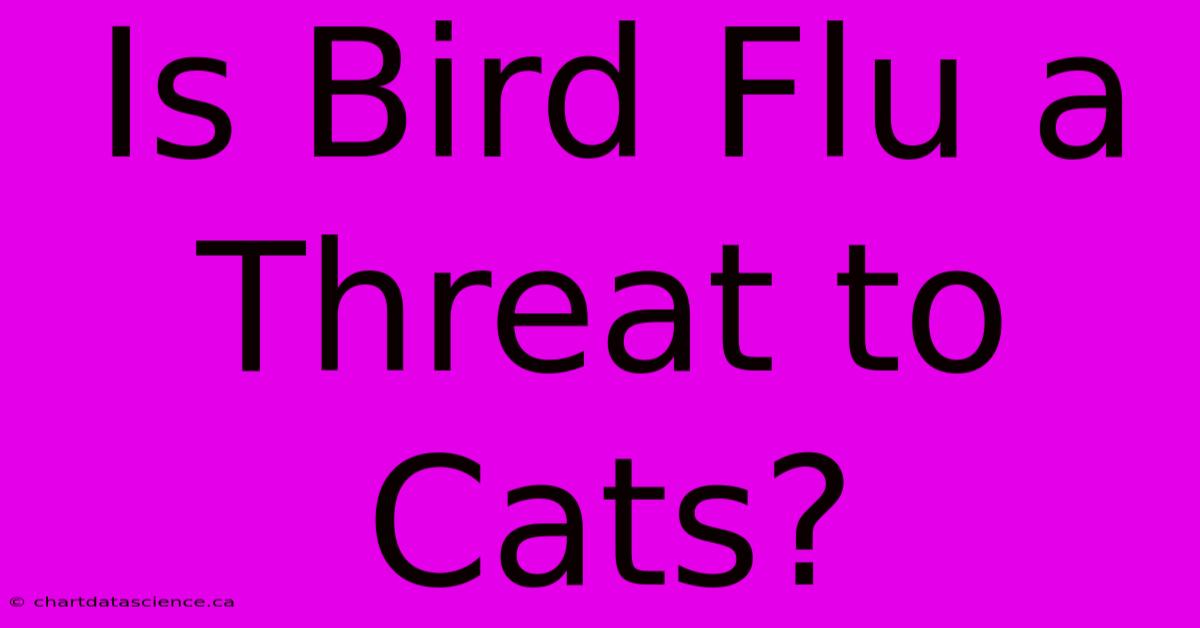 Is Bird Flu A Threat To Cats?