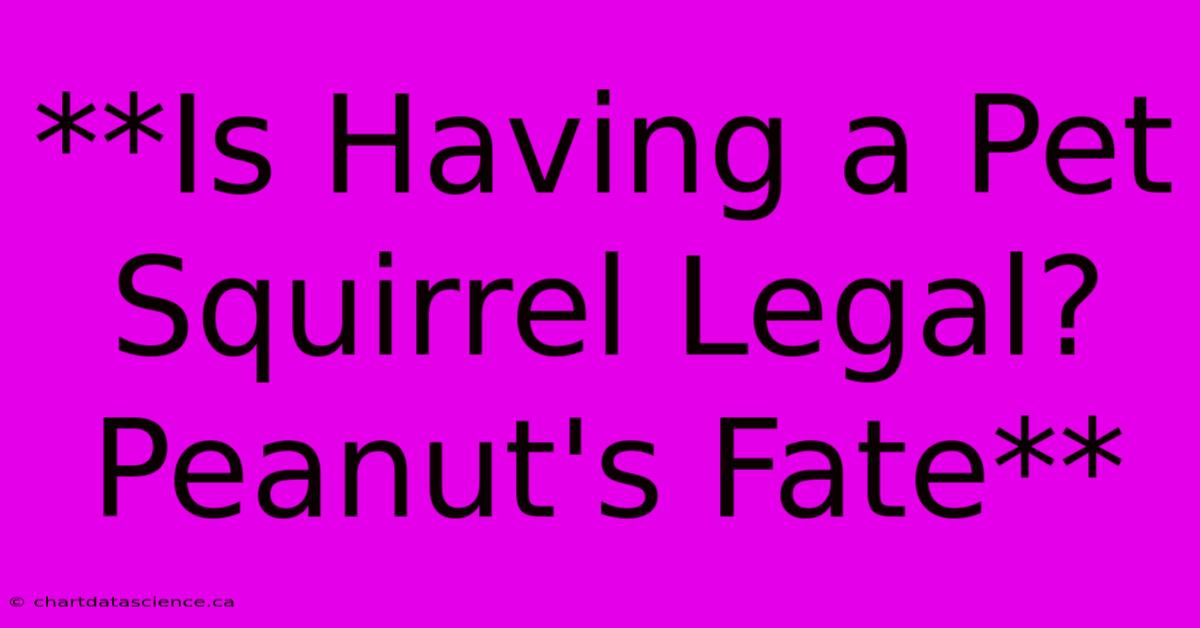 **Is Having A Pet Squirrel Legal? Peanut's Fate**