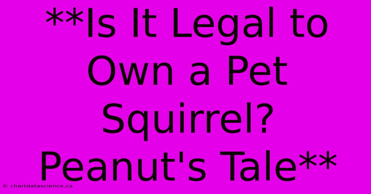 **Is It Legal To Own A Pet Squirrel? Peanut's Tale** 