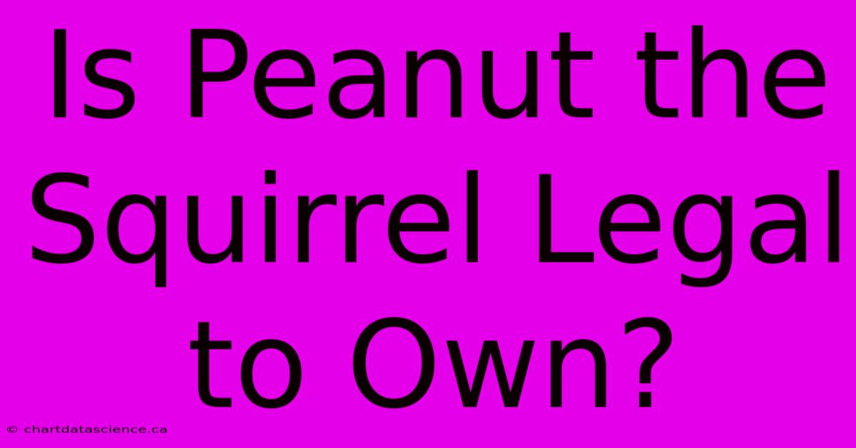 Is Peanut The Squirrel Legal To Own?