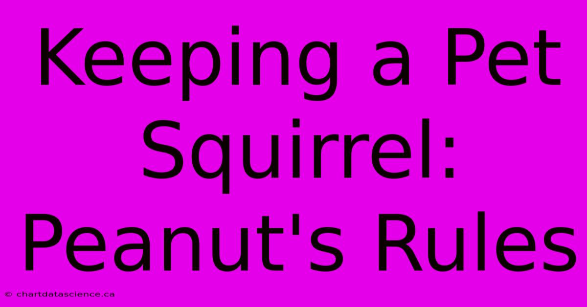 Keeping A Pet Squirrel: Peanut's Rules