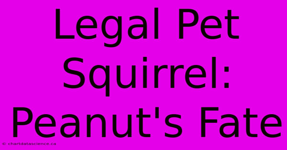 Legal Pet Squirrel: Peanut's Fate