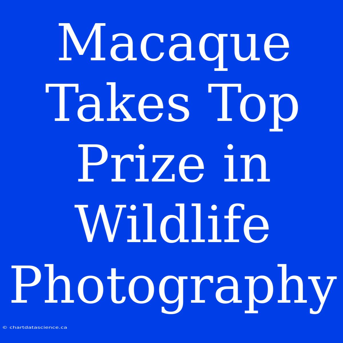 Macaque Takes Top Prize In Wildlife Photography