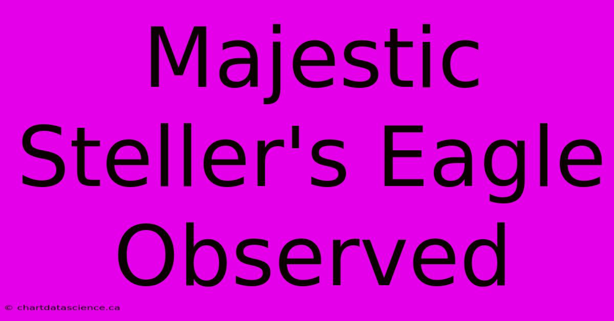 Majestic Steller's Eagle Observed