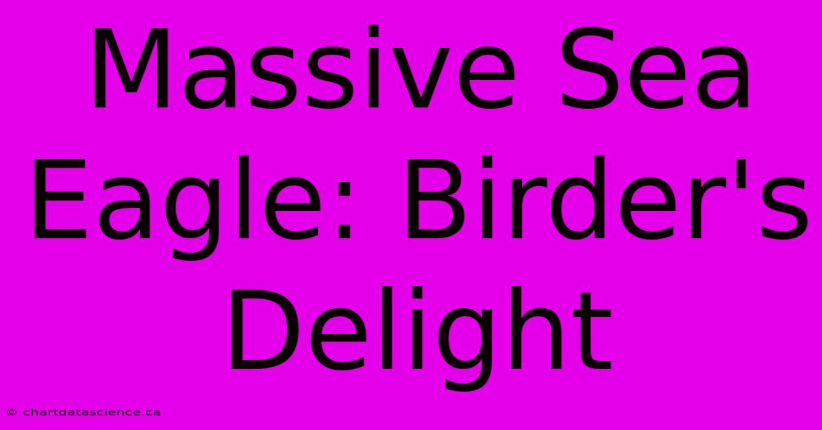 Massive Sea Eagle: Birder's Delight