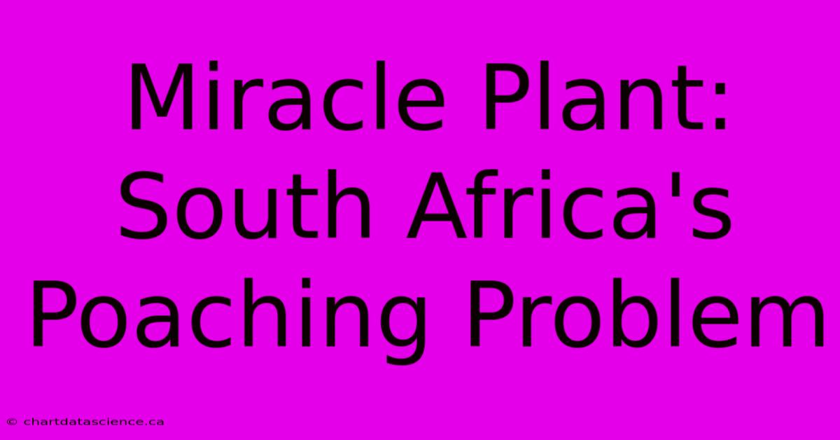 Miracle Plant: South Africa's Poaching Problem