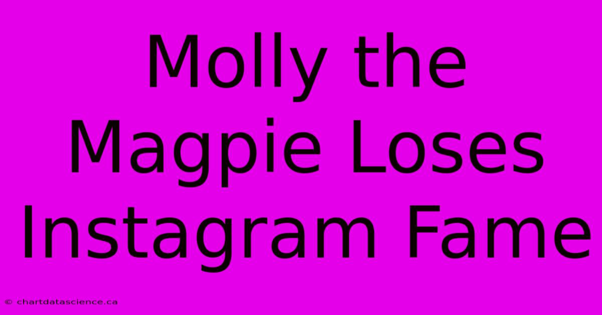 Molly The Magpie Loses Instagram Fame