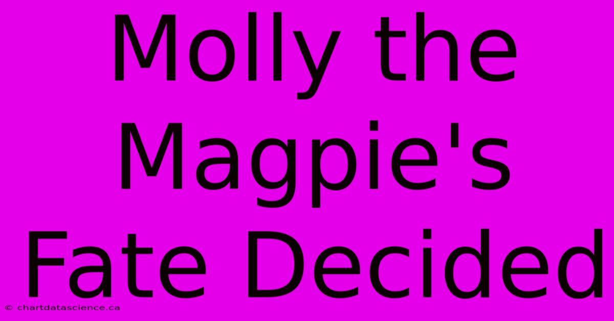 Molly The Magpie's Fate Decided