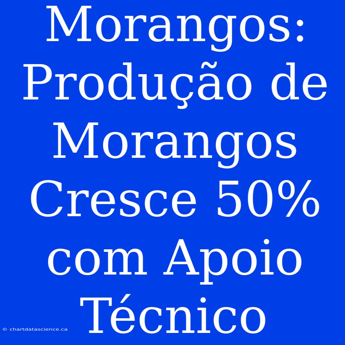 Morangos: Produção De Morangos Cresce 50% Com Apoio Técnico