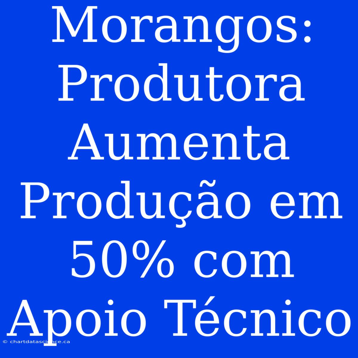 Morangos: Produtora Aumenta Produção Em 50% Com Apoio Técnico