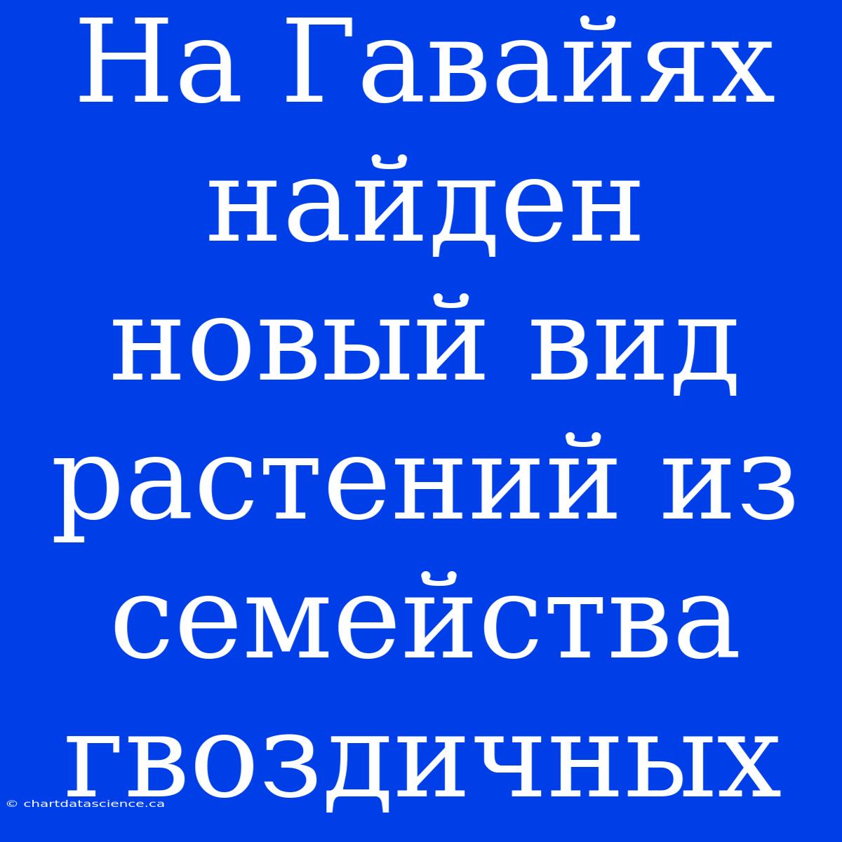 На Гавайях Найден Новый Вид Растений Из Семейства Гвоздичных