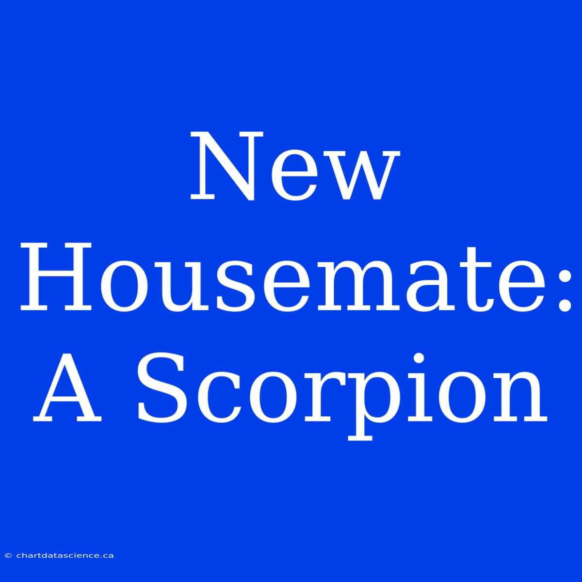 New Housemate: A Scorpion