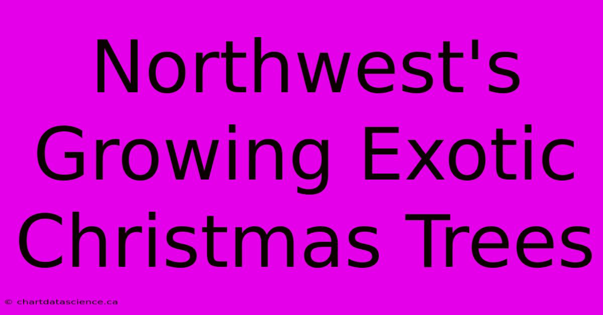 Northwest's Growing Exotic Christmas Trees