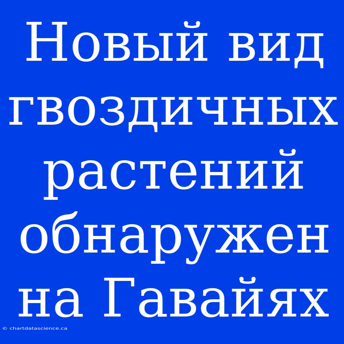 Новый Вид Гвоздичных Растений Обнаружен На Гавайях