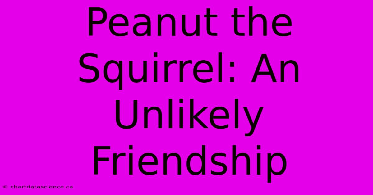 Peanut The Squirrel: An Unlikely Friendship