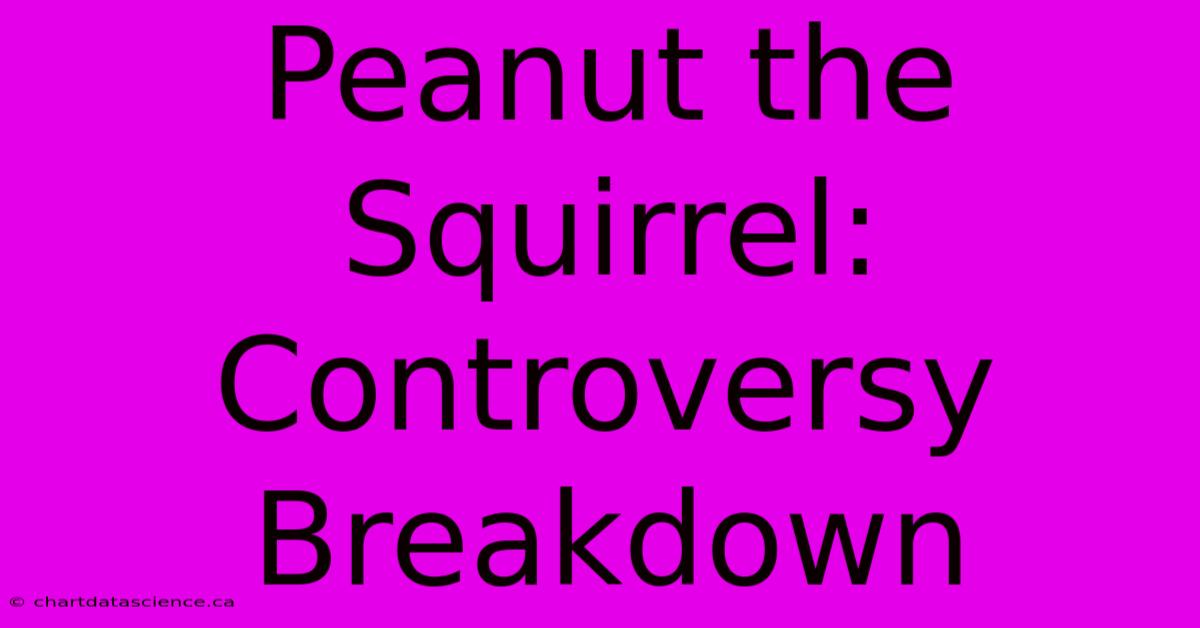 Peanut The Squirrel: Controversy Breakdown 