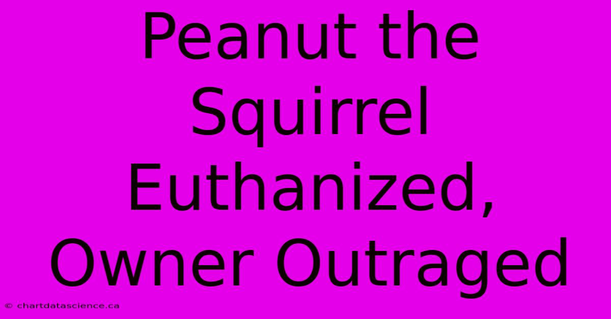 Peanut The Squirrel Euthanized, Owner Outraged