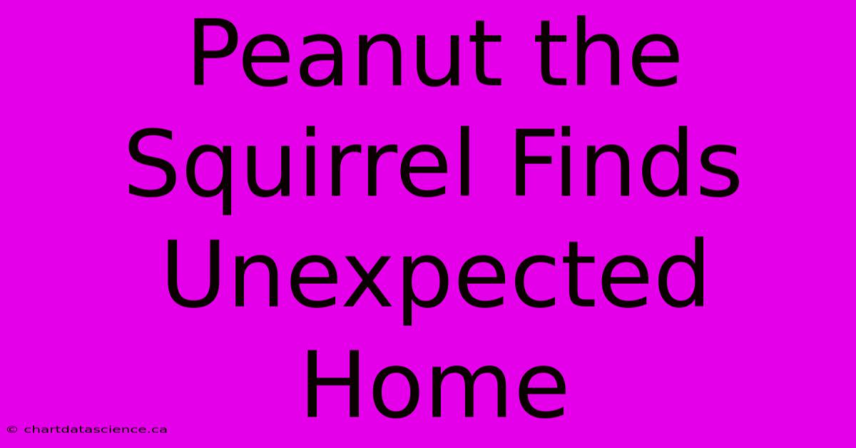 Peanut The Squirrel Finds Unexpected Home