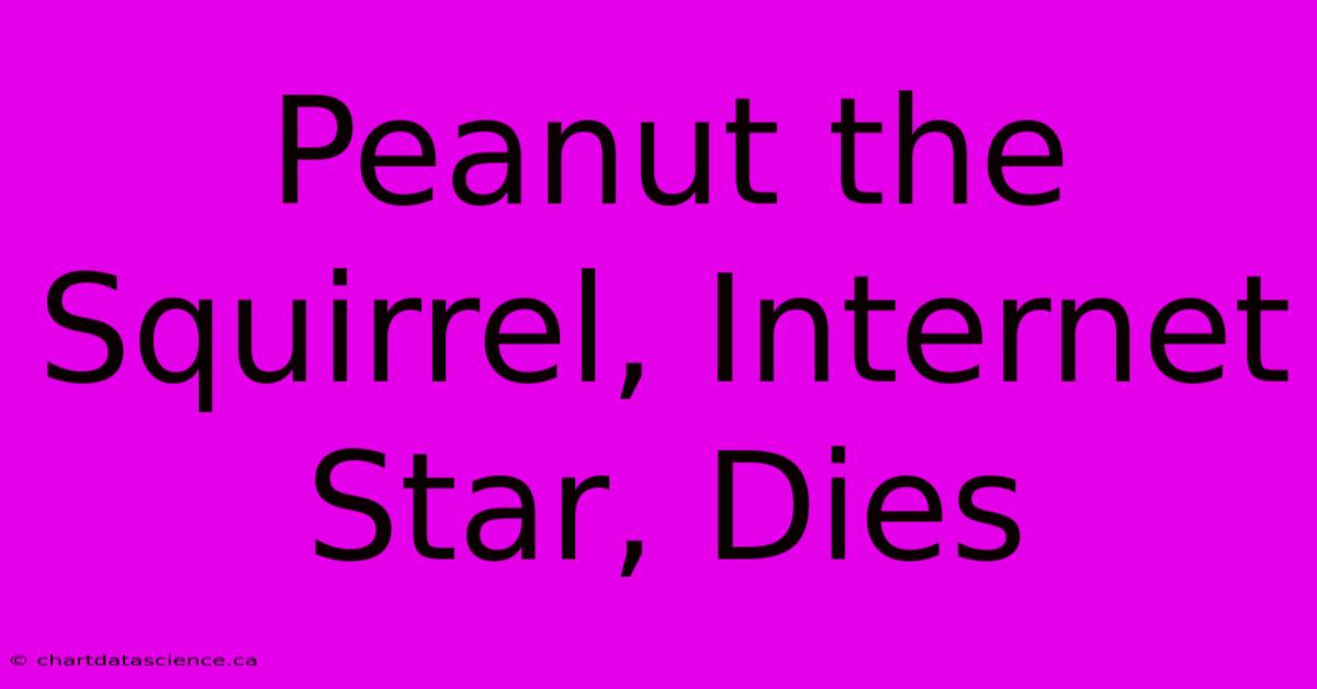 Peanut The Squirrel, Internet Star, Dies