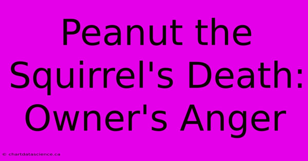 Peanut The Squirrel's Death: Owner's Anger 