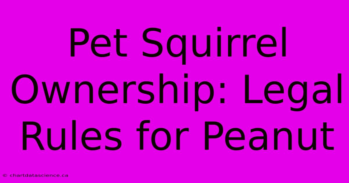 Pet Squirrel Ownership: Legal Rules For Peanut