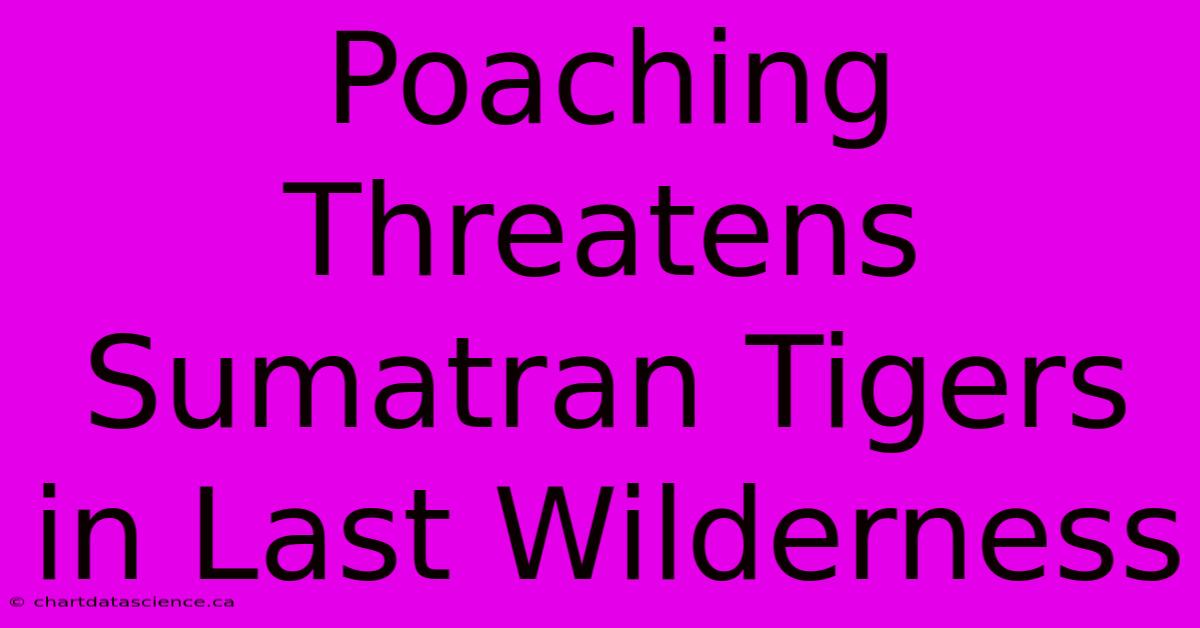 Poaching Threatens Sumatran Tigers In Last Wilderness