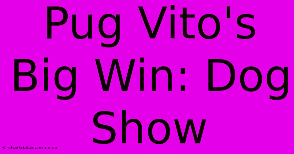 Pug Vito's Big Win: Dog Show