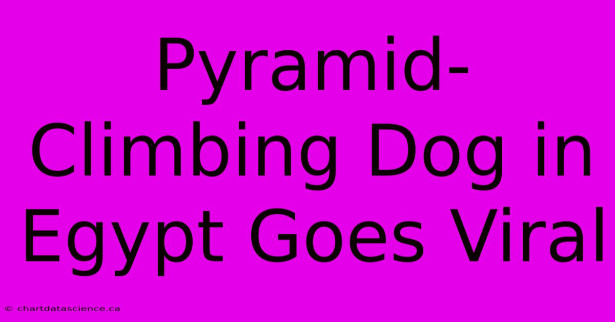 Pyramid-Climbing Dog In Egypt Goes Viral