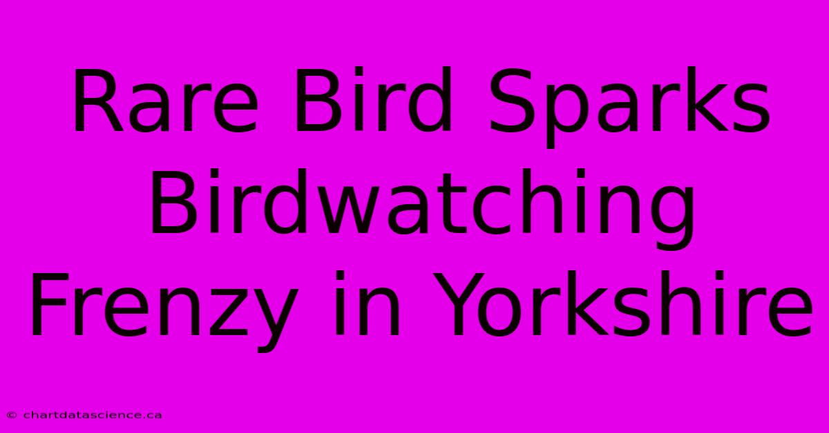 Rare Bird Sparks Birdwatching Frenzy In Yorkshire 