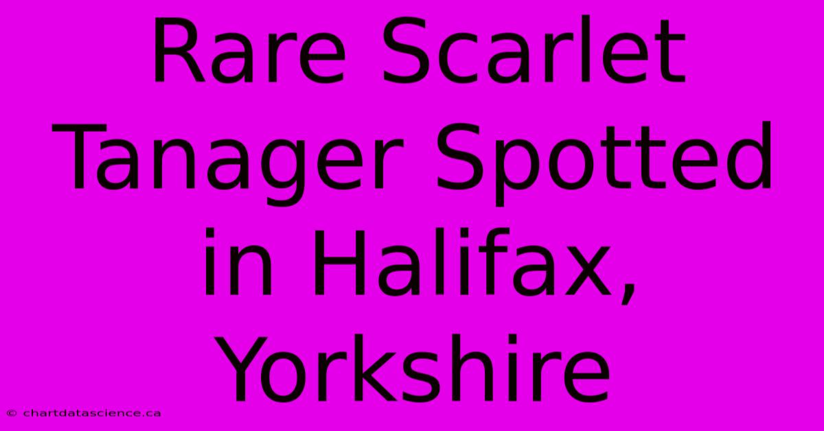 Rare Scarlet Tanager Spotted In Halifax, Yorkshire