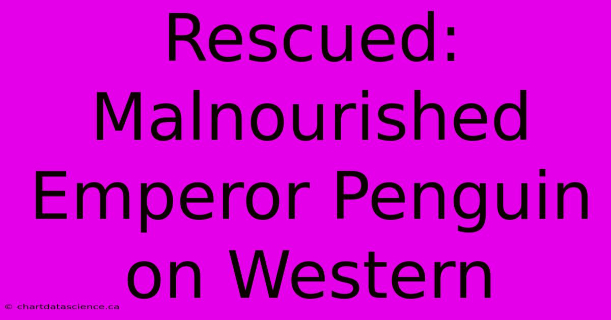 Rescued: Malnourished Emperor Penguin On Western