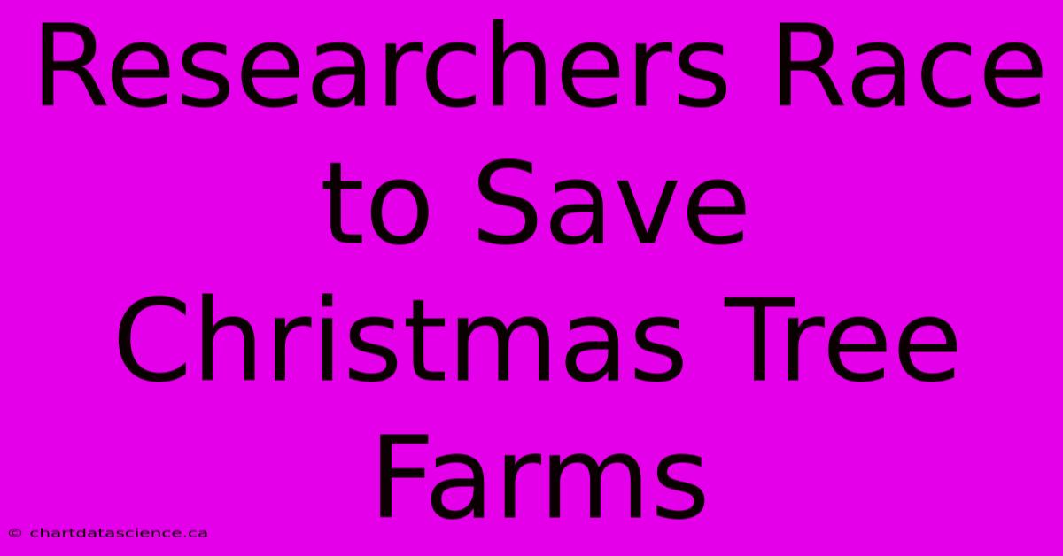 Researchers Race To Save Christmas Tree Farms