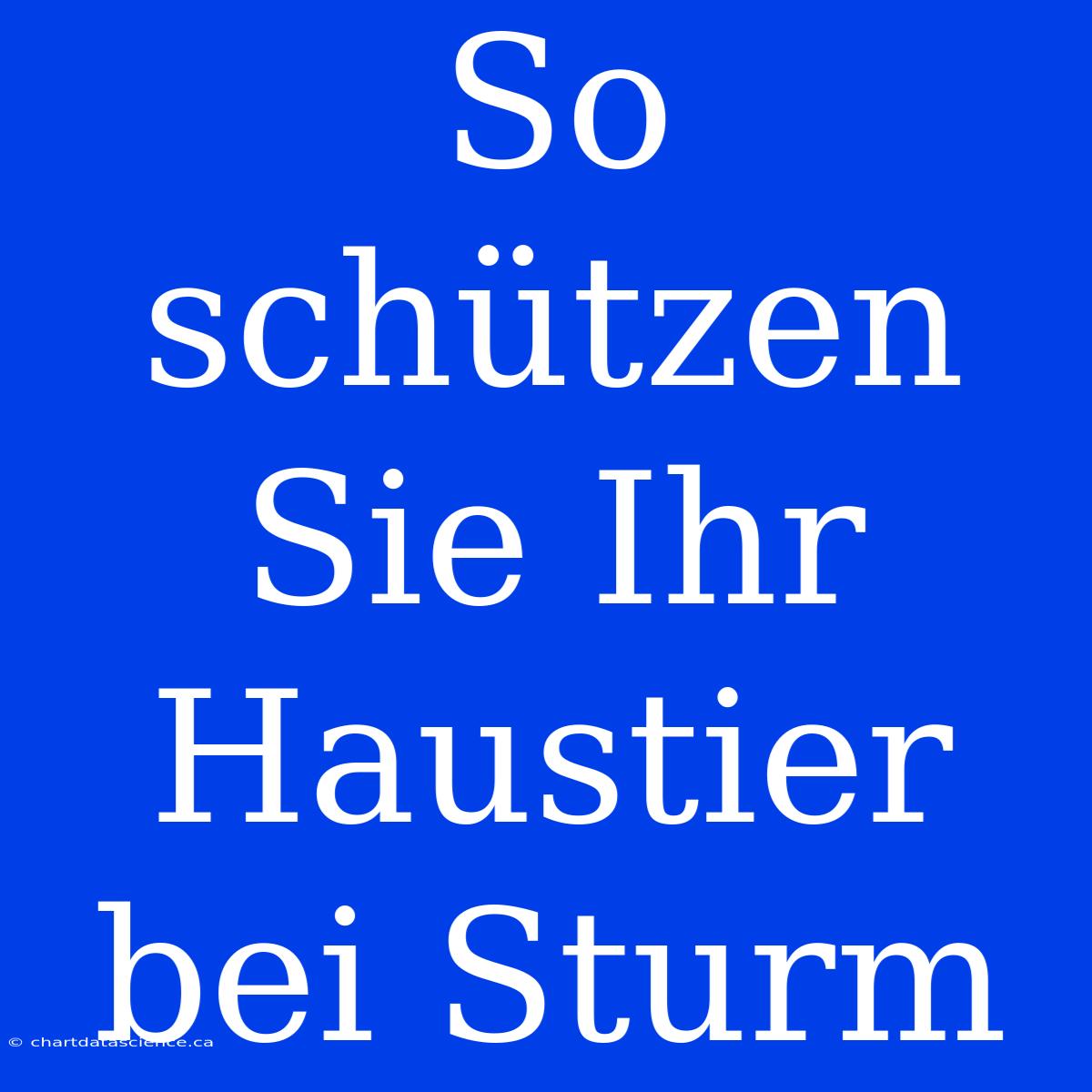 So Schützen Sie Ihr Haustier Bei Sturm