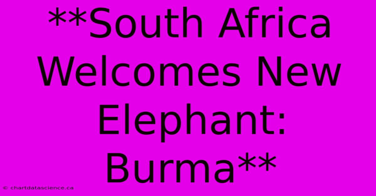 **South Africa Welcomes New Elephant: Burma**