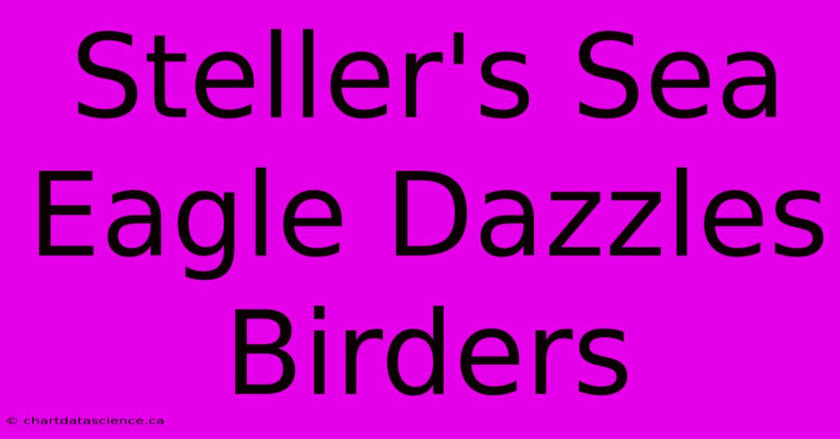 Steller's Sea Eagle Dazzles Birders