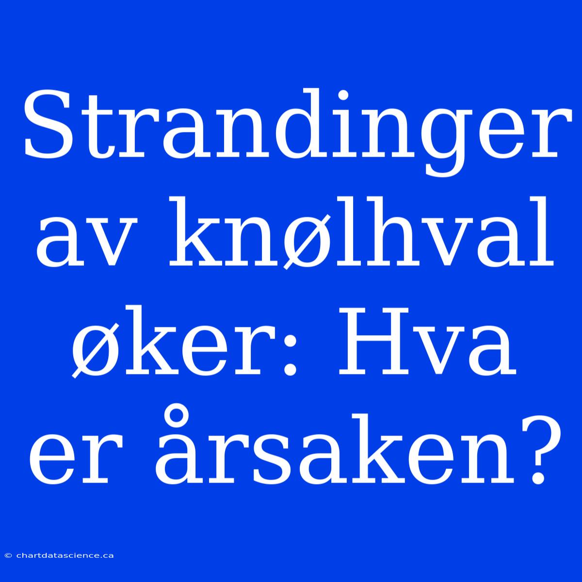 Strandinger Av Knølhval Øker: Hva Er Årsaken?