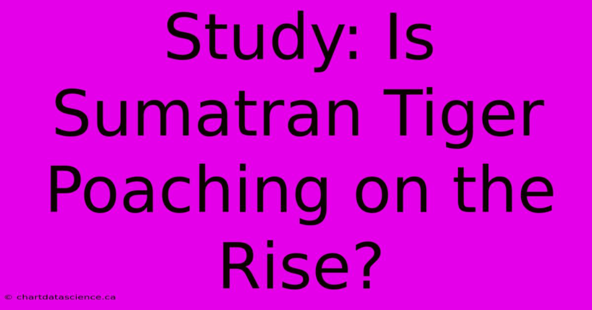 Study: Is Sumatran Tiger Poaching On The Rise? 