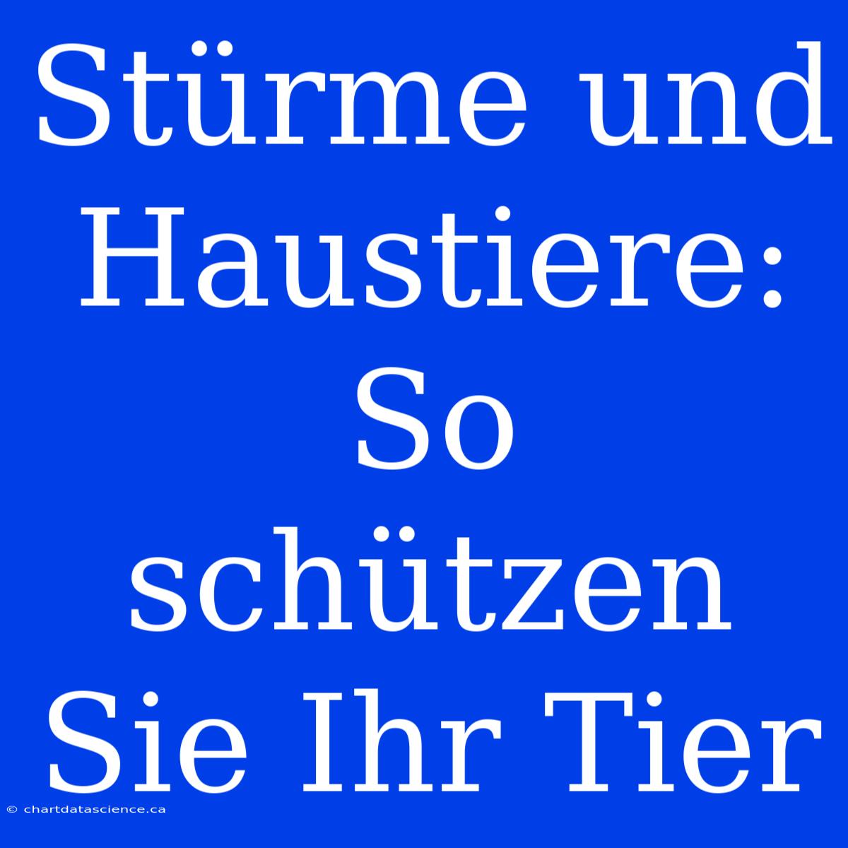 Stürme Und Haustiere: So Schützen Sie Ihr Tier