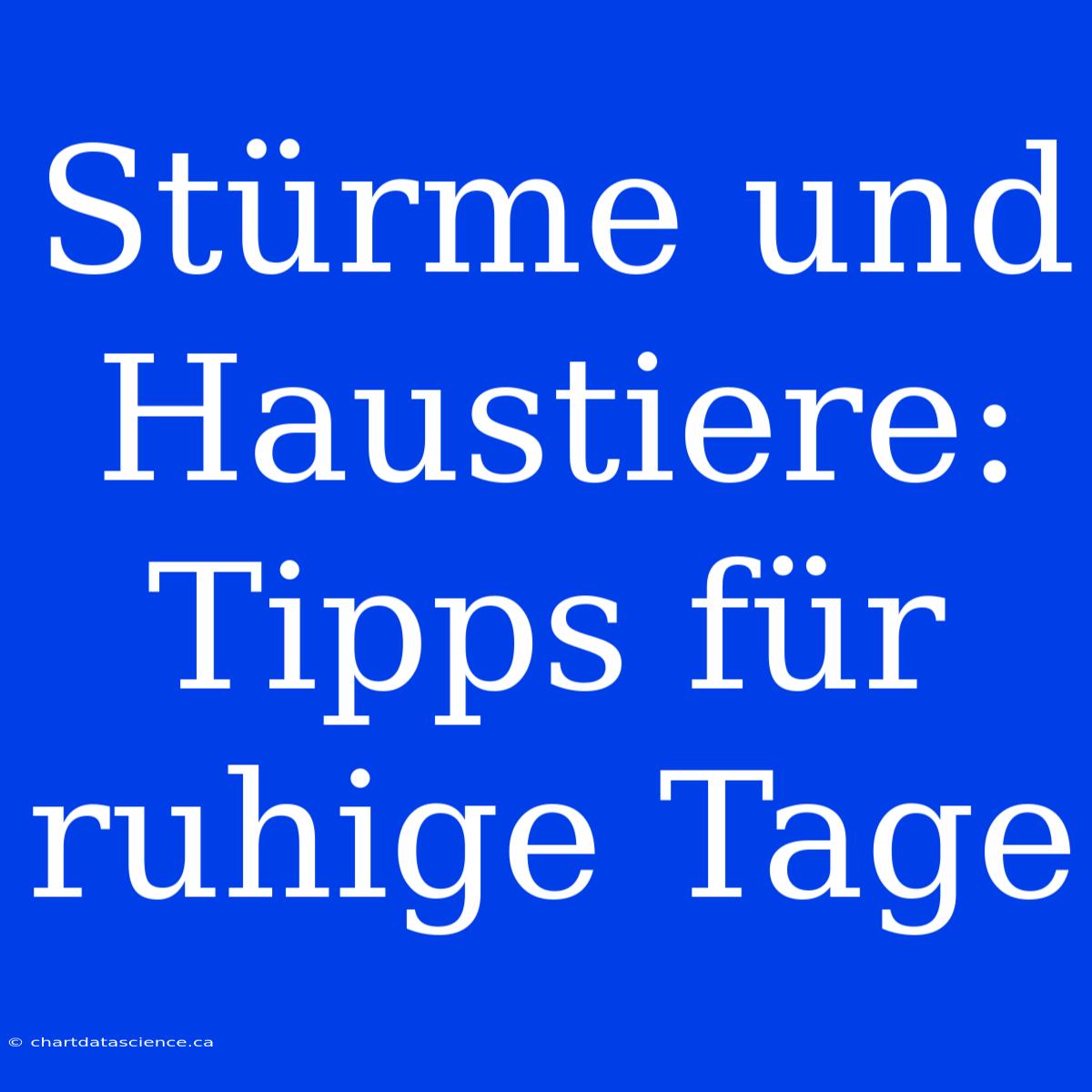 Stürme Und Haustiere: Tipps Für Ruhige Tage