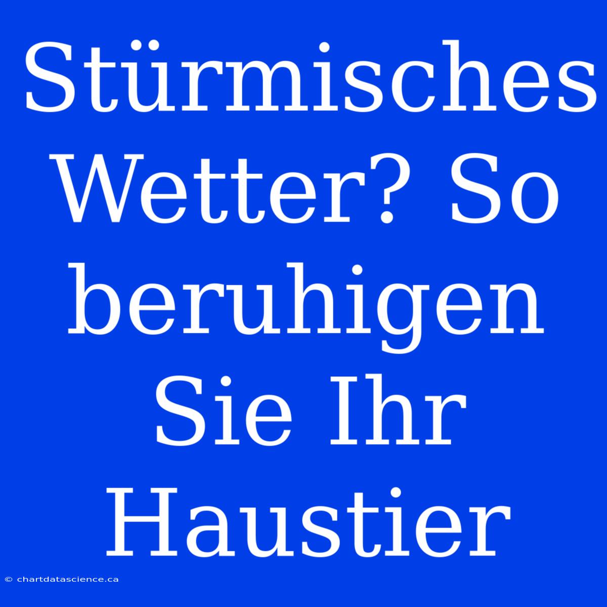 Stürmisches Wetter? So Beruhigen Sie Ihr Haustier