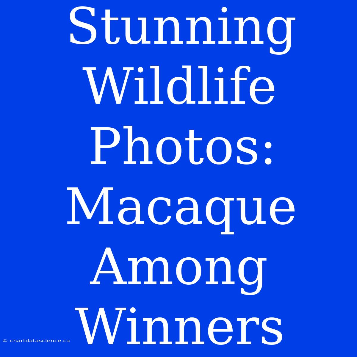 Stunning Wildlife Photos: Macaque Among Winners