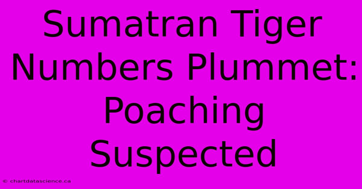 Sumatran Tiger Numbers Plummet: Poaching Suspected