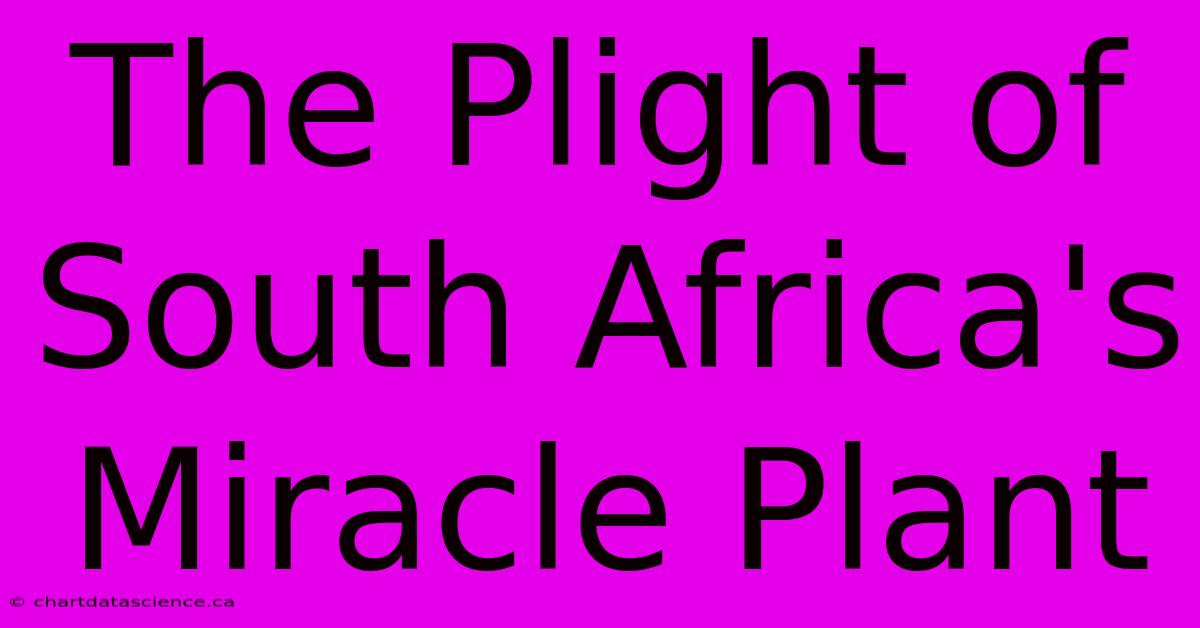 The Plight Of South Africa's Miracle Plant