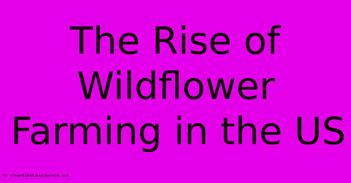 The Rise Of Wildflower Farming In The US