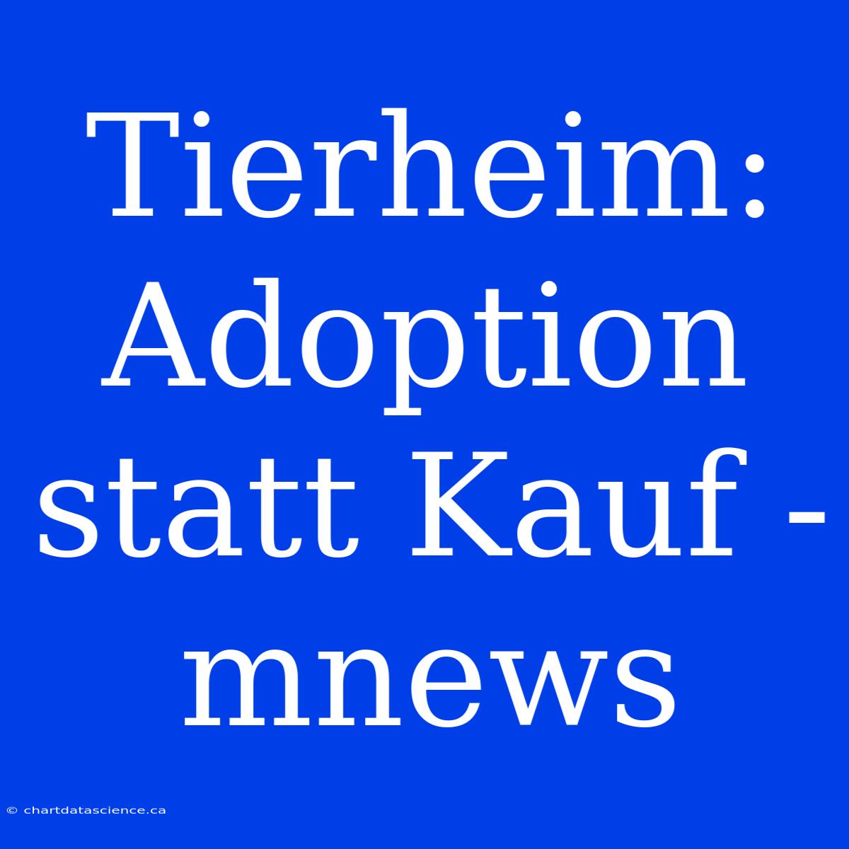 Tierheim: Adoption Statt Kauf - Mnews