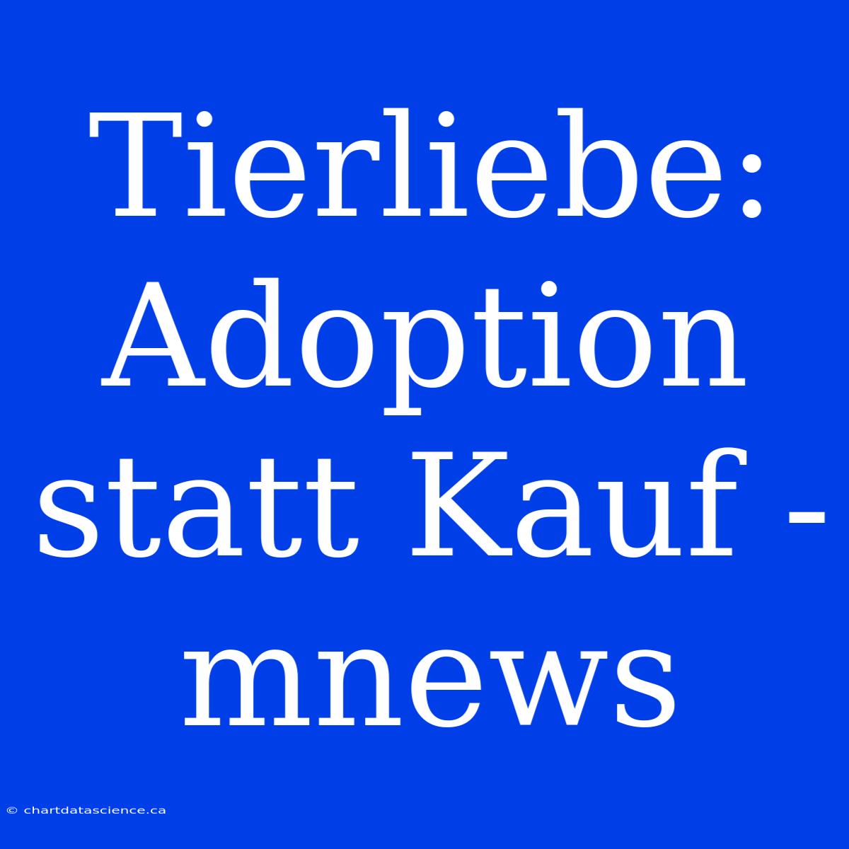 Tierliebe: Adoption Statt Kauf - Mnews