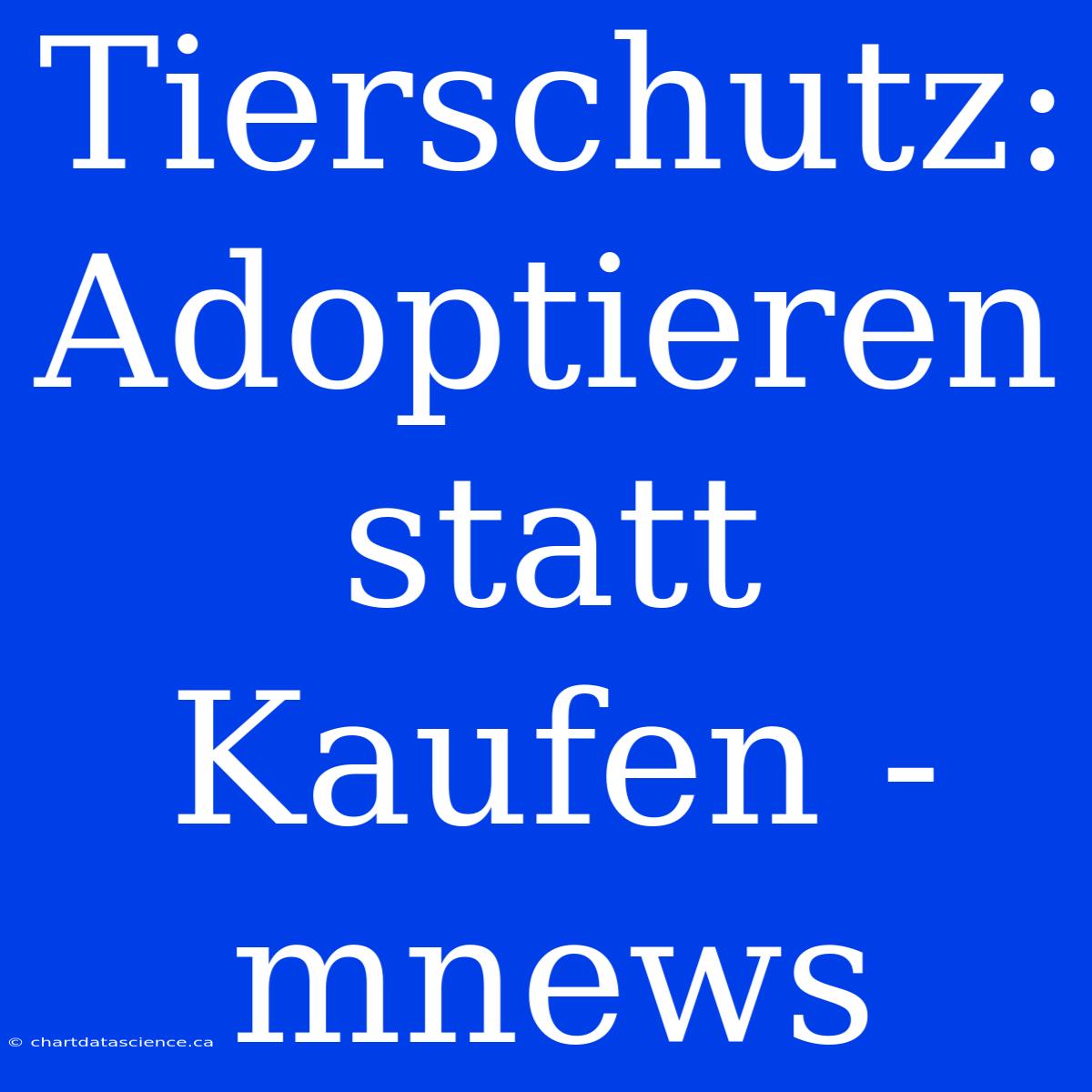 Tierschutz: Adoptieren Statt Kaufen - Mnews