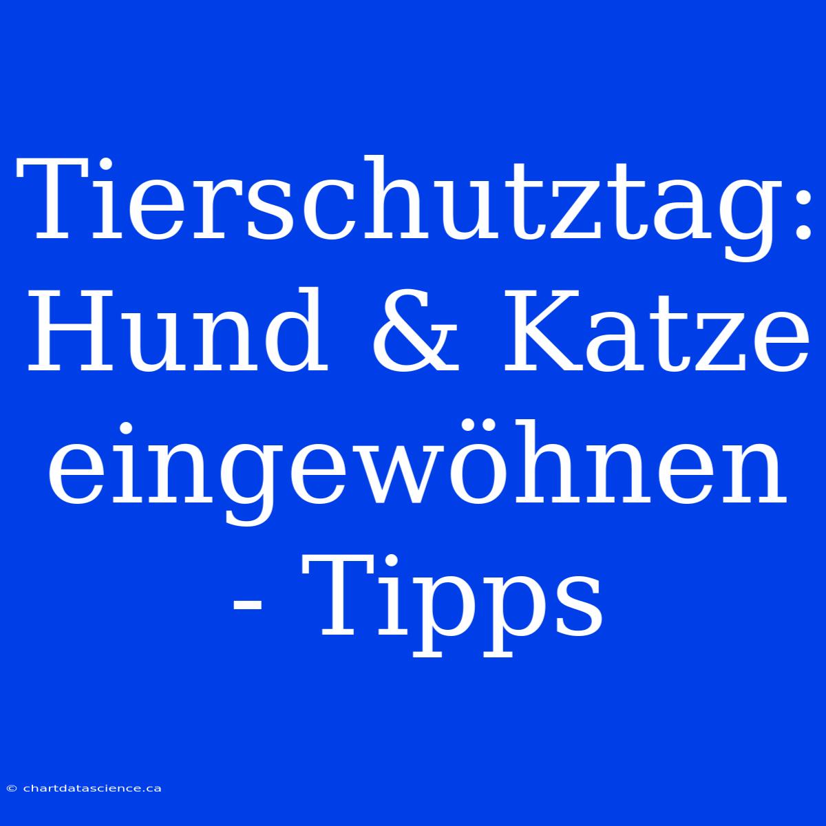 Tierschutztag: Hund & Katze Eingewöhnen - Tipps